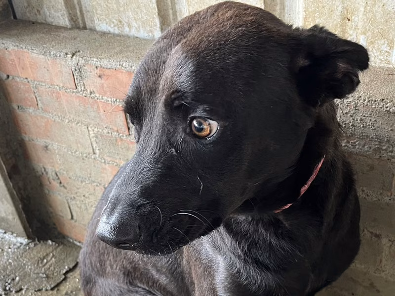 Black adult male mixed-breed dog, Medium, shelter no. …2001