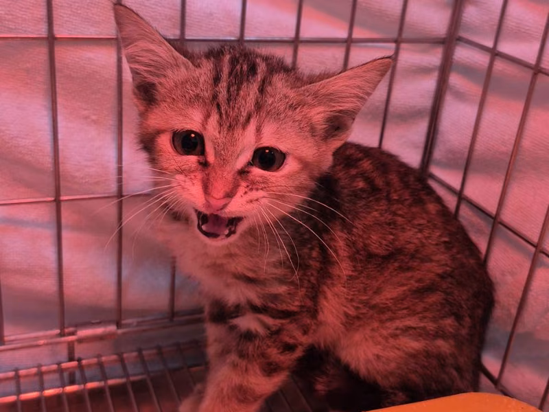 Tabby young female mixed-breed cat, Small, shelter no. …3008