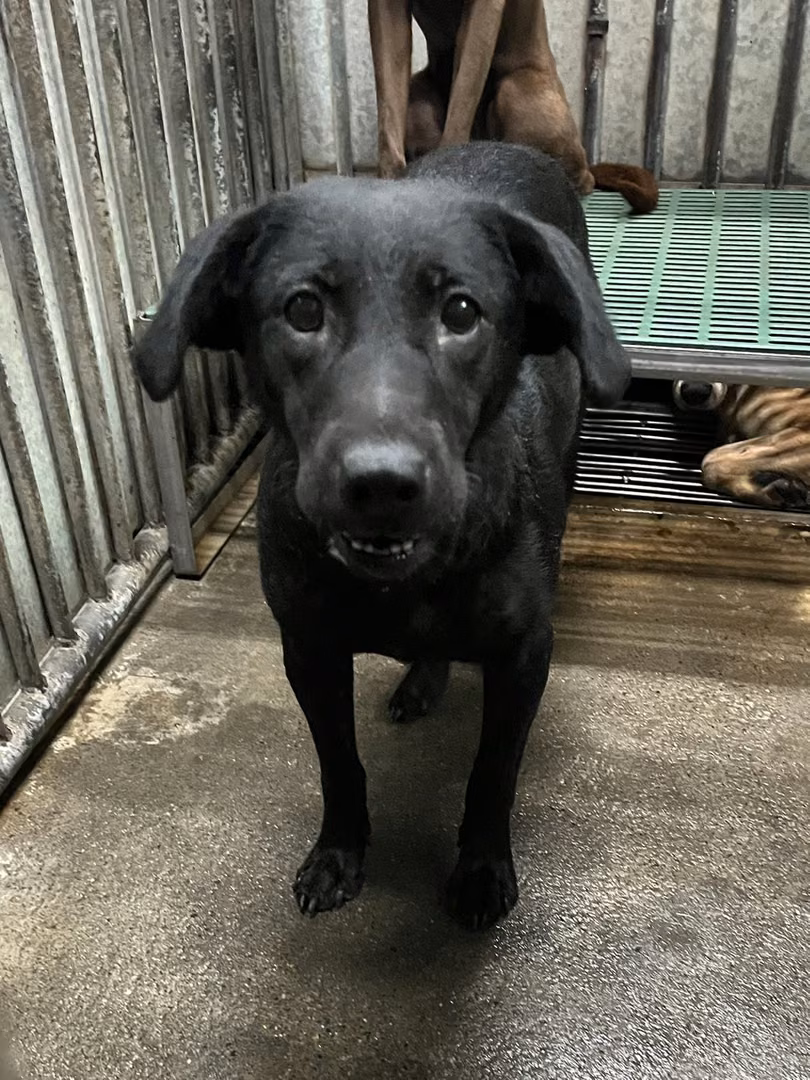Black adult female mixed-breed dog, Medium, shelter no. …5010