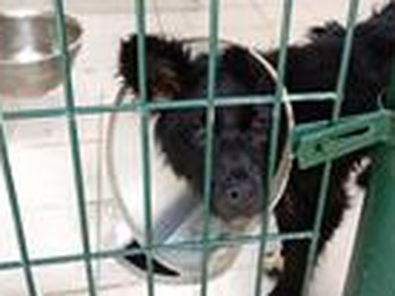 Black-and-brown adult male mixed-breed dog, Medium, shelter no. …5005