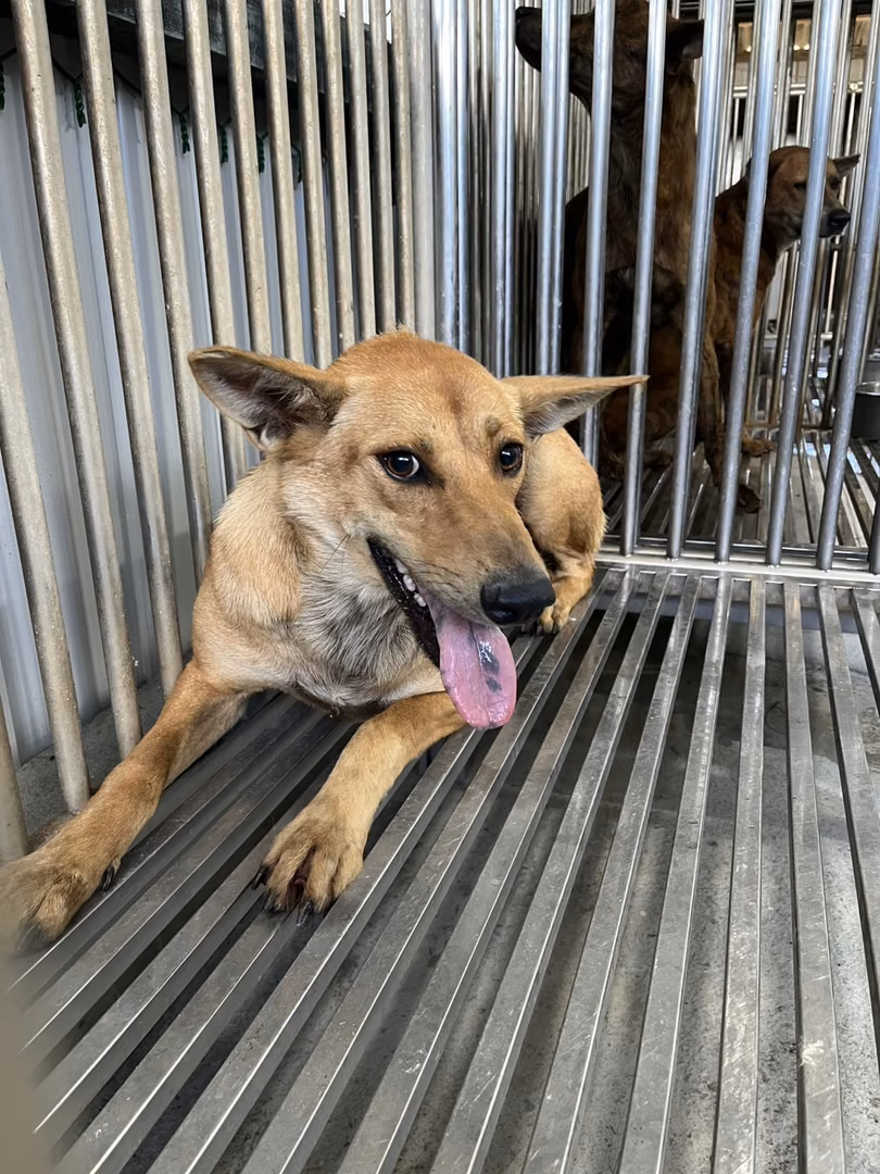 Tan adult female mixed-breed dog, Medium, shelter no. …7001