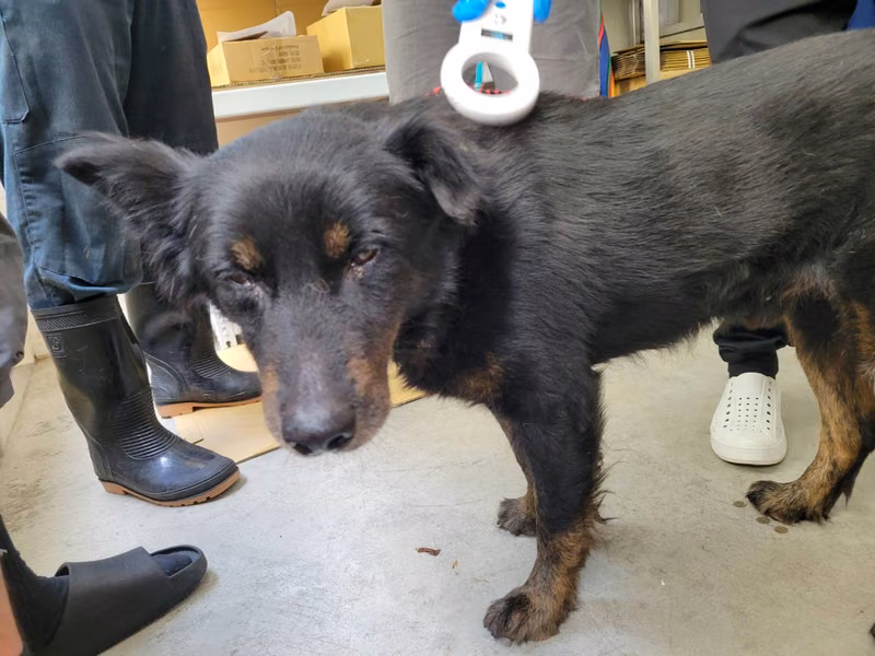 Black-and-brown adult male mixed-breed dog, Medium, shelter no. …0706