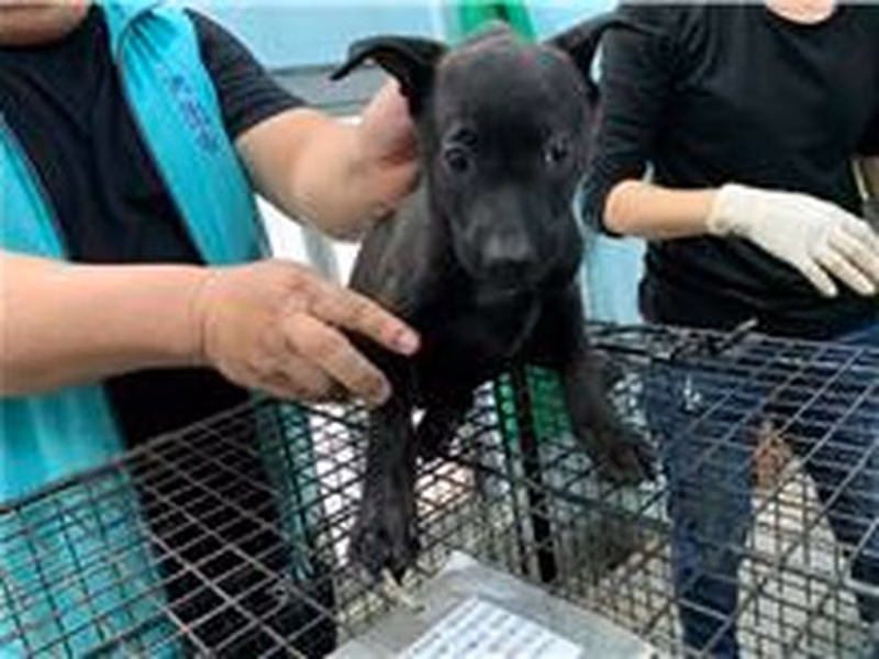 Black female mixed-breed dog, Small, shelter no. …6039