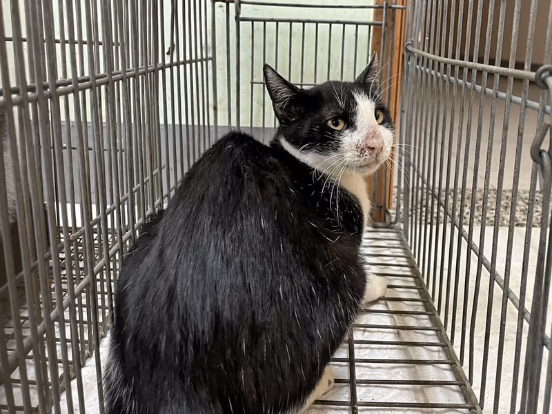 Black-and-white adult male mixed-breed cat, Small, shelter no. …9C08