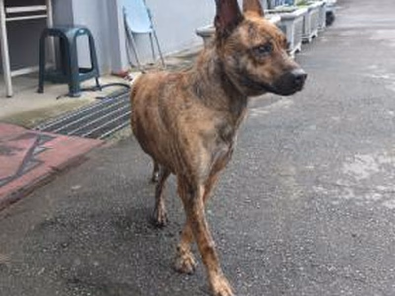 Tabby adult male mixed-breed dog, Medium, shelter no. …2801