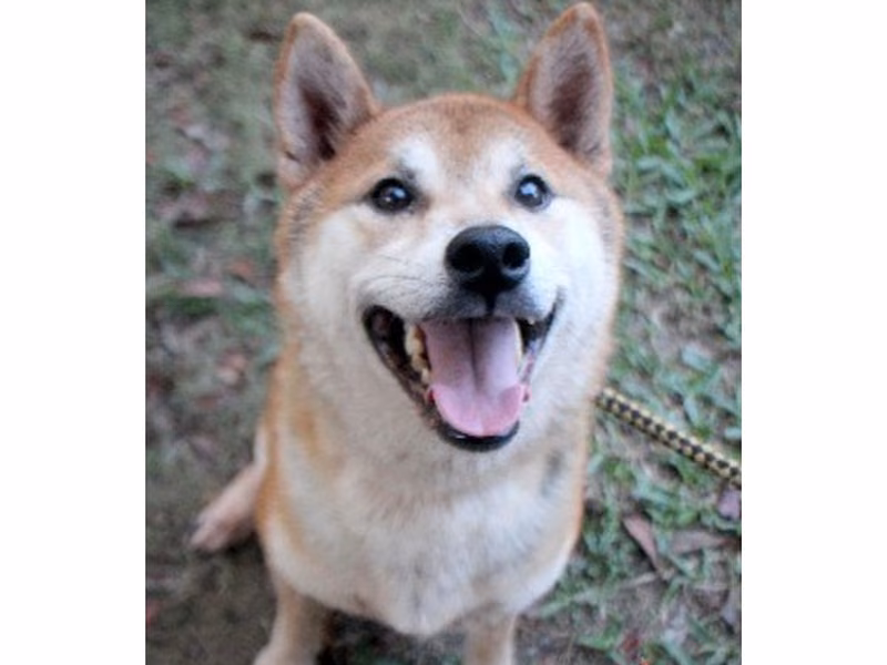 Tan-and-white adult male Shiba Inu, Large, shelter no. …6002