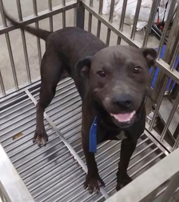 Black adult male mixed-breed dog, Large, shelter no. …6005