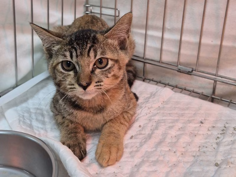 Tabby young female mixed-breed cat, Small, shelter no. …8002