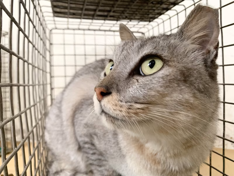 Gray adult male mixed-breed cat, Small, shelter no. …1402