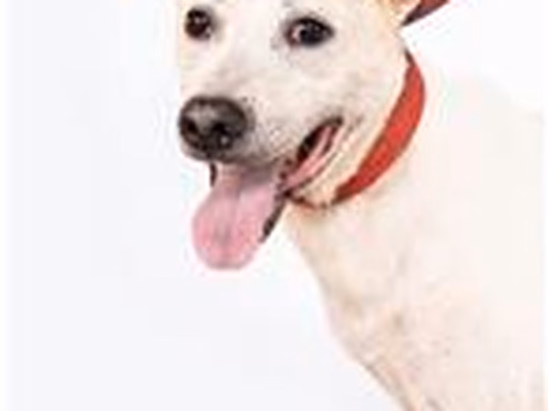Tan-and-white adult male mixed-breed dog, Medium, shelter no. …0301