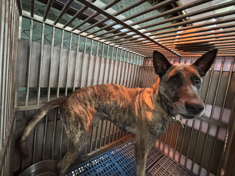 Tabby adult male mixed-breed dog, Medium, shelter no. …6003