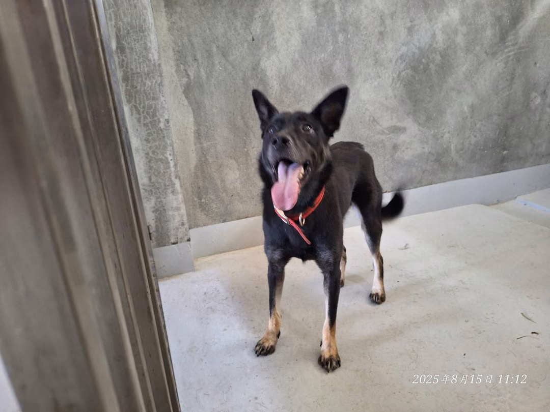 Black adult female mixed-breed dog, Medium, shelter no. …5002