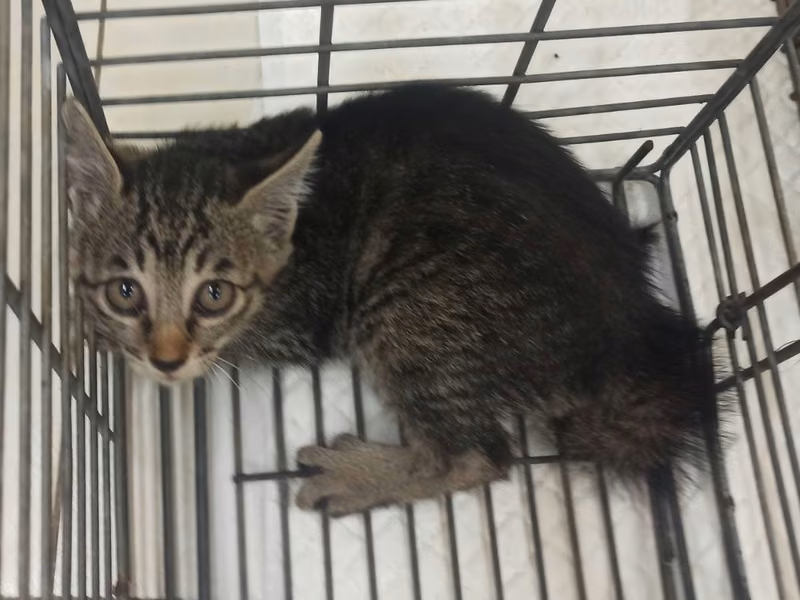 Black young female mixed-breed cat, Small, shelter no. …6C06