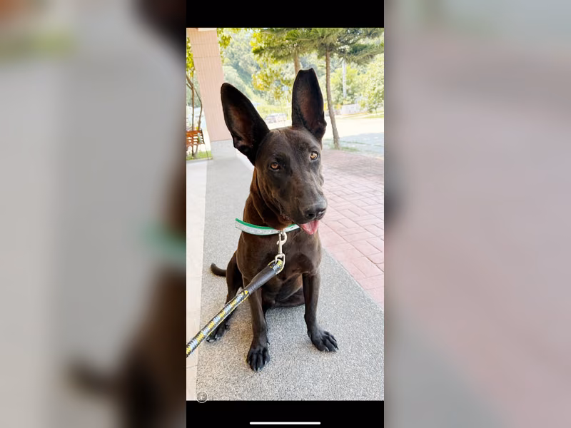 Black adult male mixed-breed dog, Large, shelter no. …3003