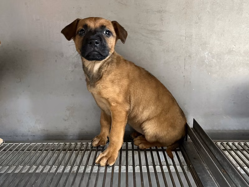 黃色青年母混種犬，小型, 收容編號 …9D04