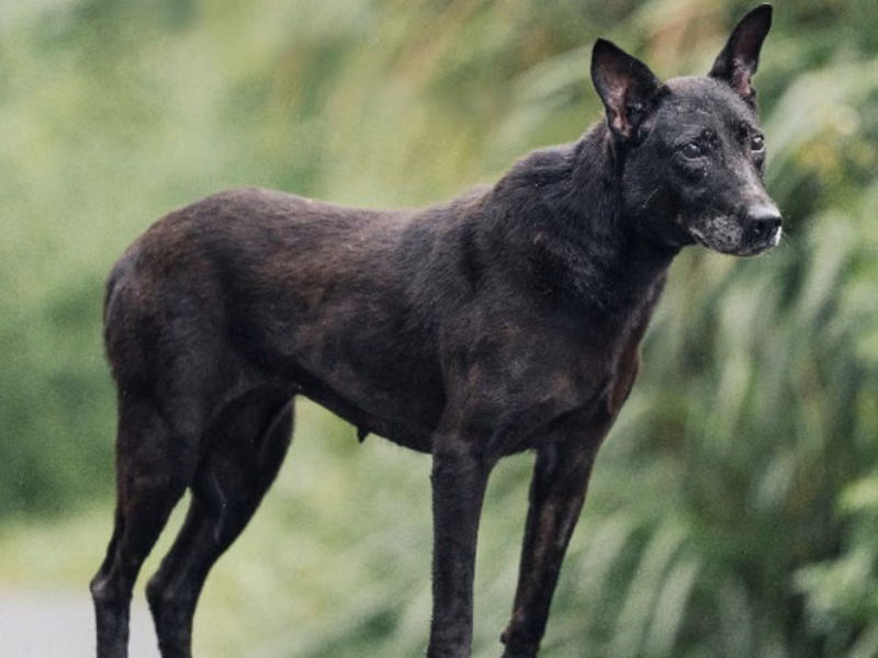Black adult female mixed-breed dog, Large, shelter no. …0001