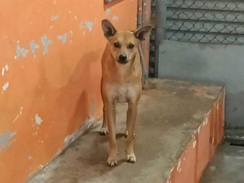 Tan young female mixed-breed dog, Small, shelter no. …0009