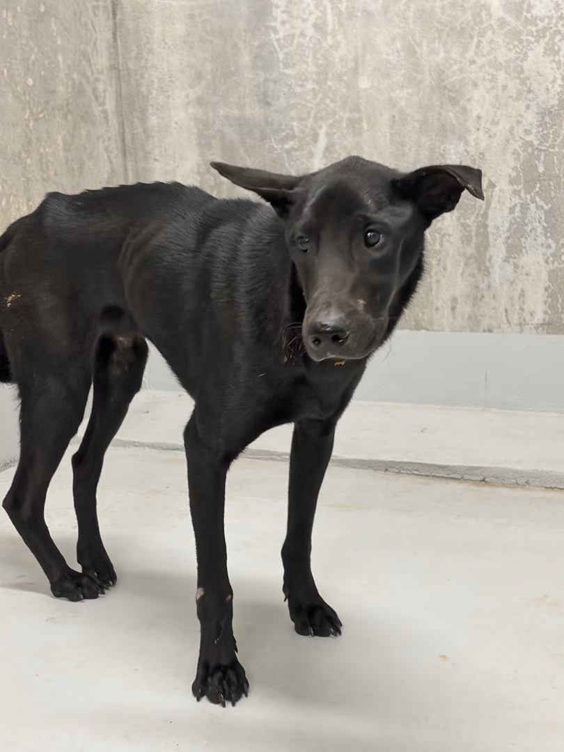 Black adult mixed-breed dog, Medium, shelter no. …5004