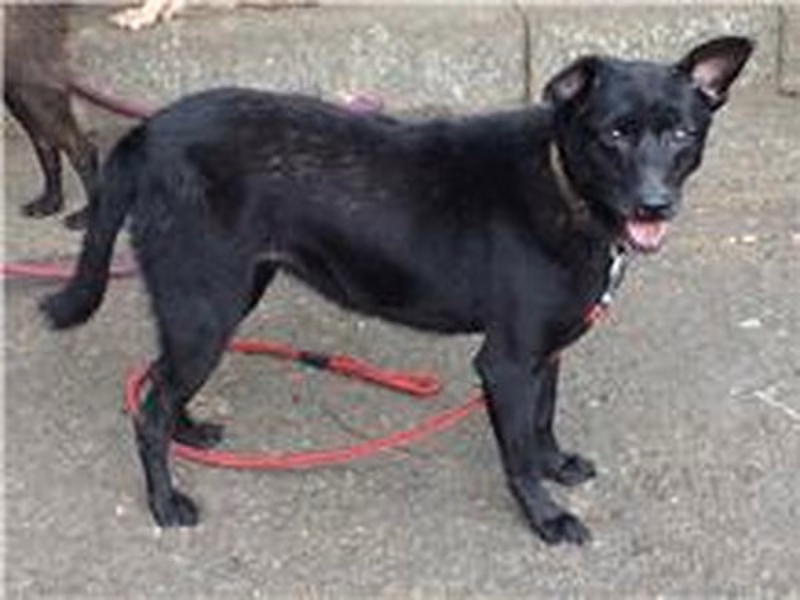 Black young female mixed-breed dog, Small, shelter no. …1410