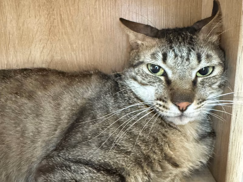 Adult male mixed-breed cat, Medium, shelter no. …9003