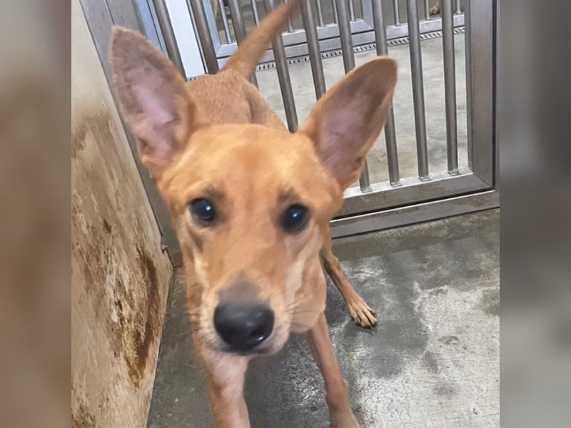 ミックス犬（メス・成犬・茶）、大型, 施設番号 …7006