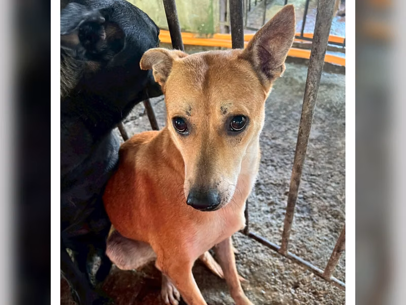 Chienne croisée femelle adulte (fauve), Grand, refuge n° …006D