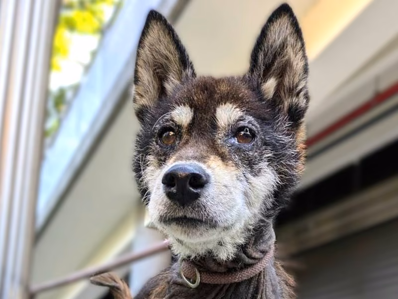 Black-and-tan adult female Shiba Inu, Medium, shelter no. …9002