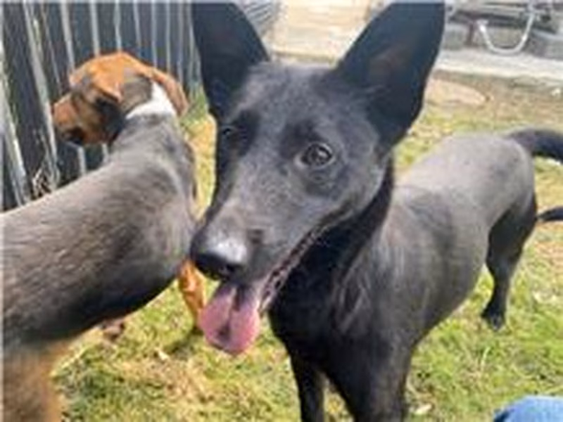 Black adult female mixed-breed dog, Medium, shelter no. …6002
