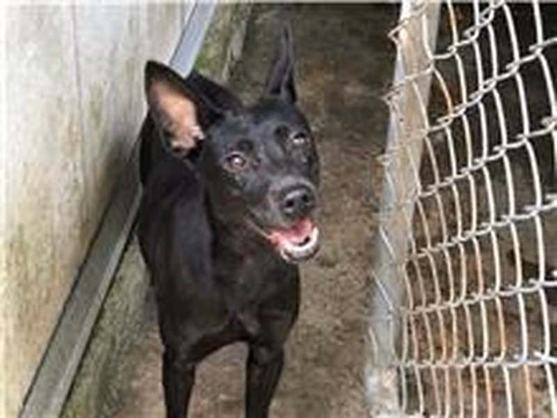 Black young female mixed-breed dog, Small, shelter no. …2910
