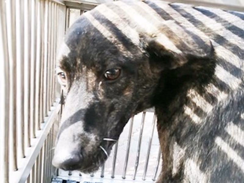 Tabby adult male mixed-breed dog, Medium, shelter no. …0017