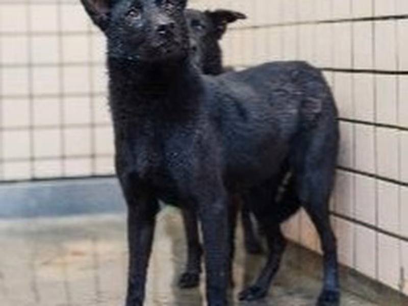 Black adult female mixed-breed dog, Medium, shelter no. …9001