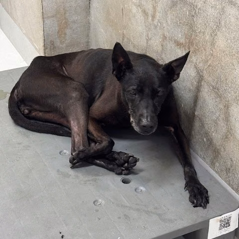 Black adult female mixed-breed dog, Medium, shelter no. …5002
