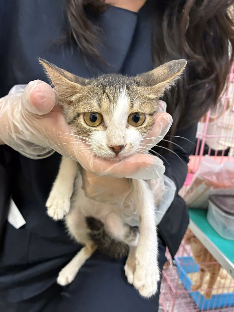 Tabby-and-white young female mixed-breed cat, Medium, shelter no. …3-10
