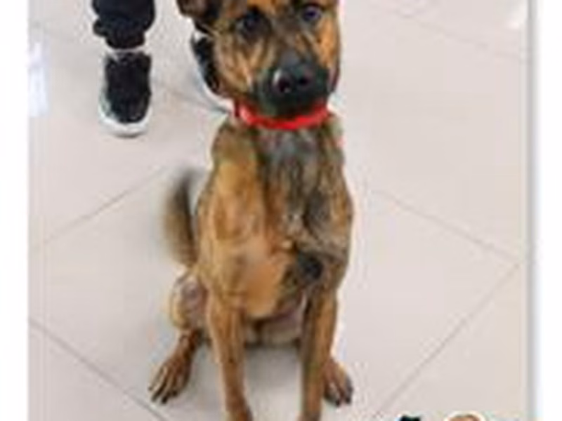 Tabby young male mixed-breed dog, Medium, shelter no. …2509