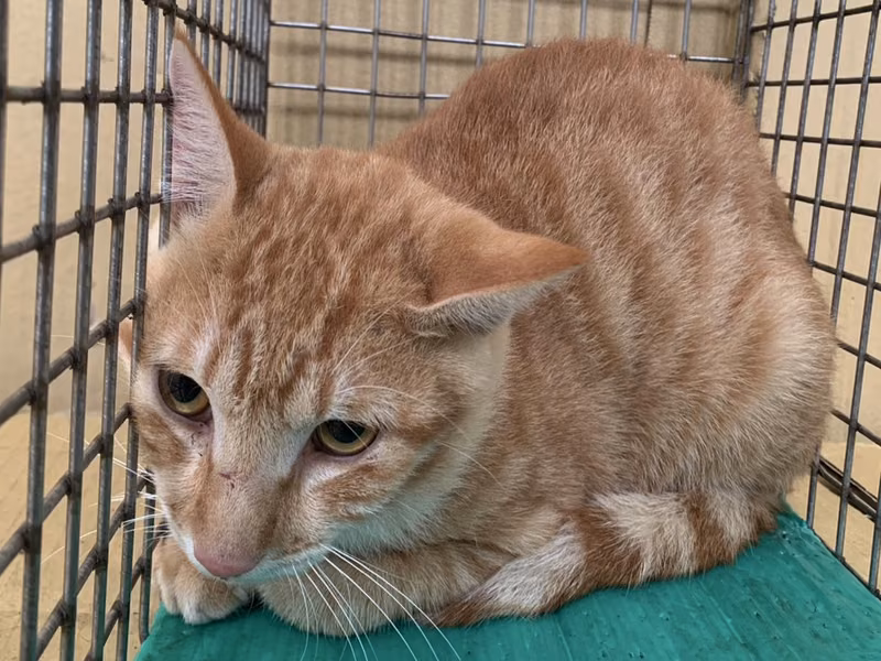 Orange tabby adult male mixed-breed cat, Small, shelter no. …1801