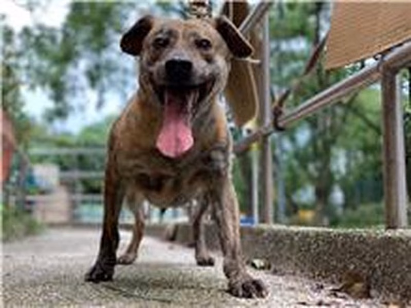 Tabby adult male mixed-breed dog, Medium, shelter no. …2108