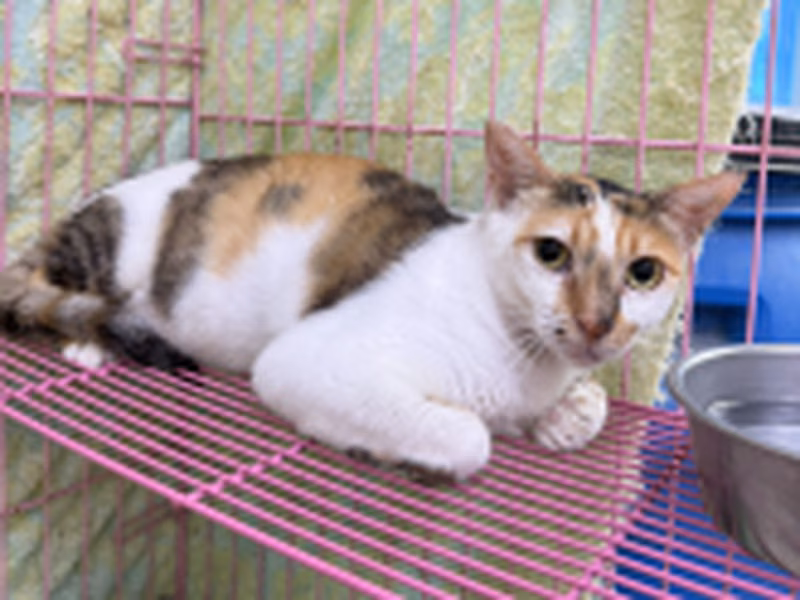 Calico adult female mixed-breed cat, Small, shelter no. …1001