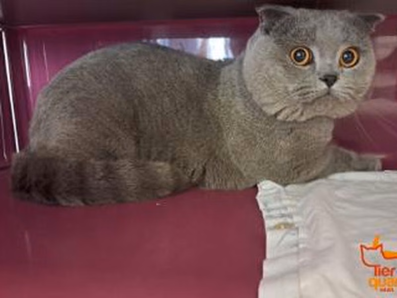Gray adult male Scottish Fold, shelter no. …4211