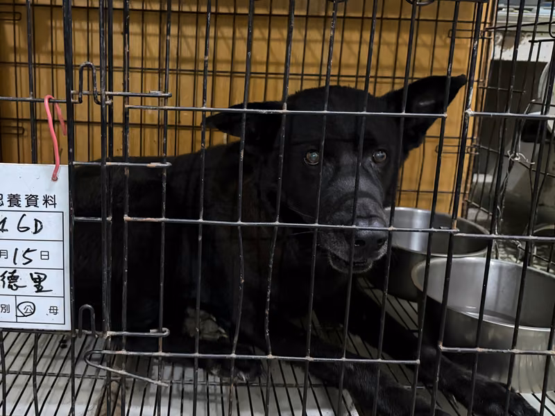 Black adult male mixed-breed dog, Large, shelter no. …046D