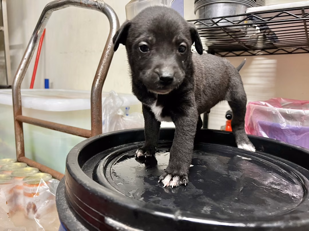 Black young male mixed-breed dog, Small, shelter no. …2004