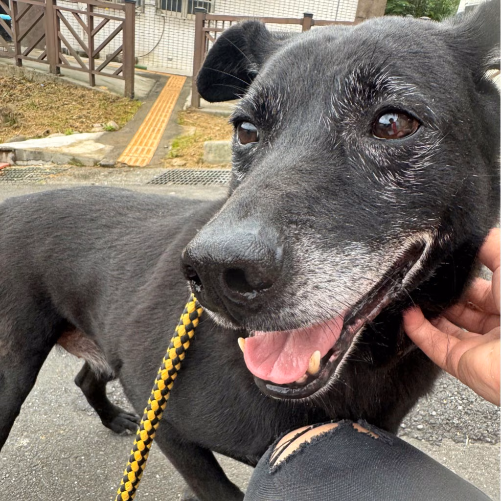 Black adult male mixed-breed dog, Medium, shelter no. …2001