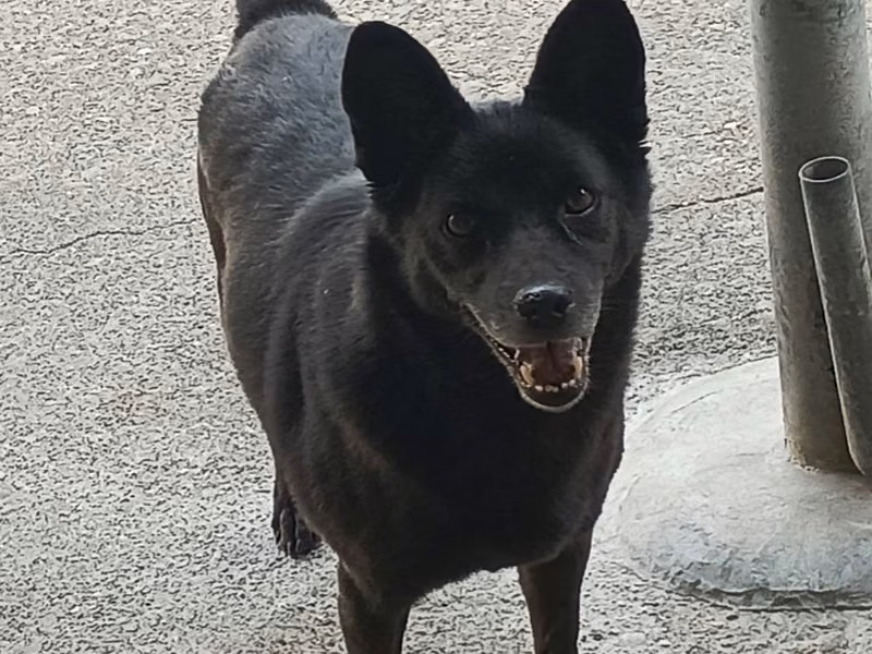 Black adult female mixed-breed dog, Large, shelter no. …010D