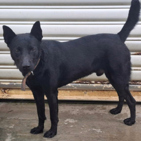 Black adult male mixed-breed dog, Medium, shelter no. …1902