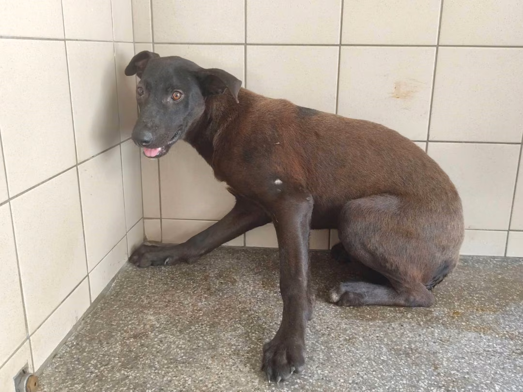 Black adult female mixed-breed dog, Large, shelter no. …0706