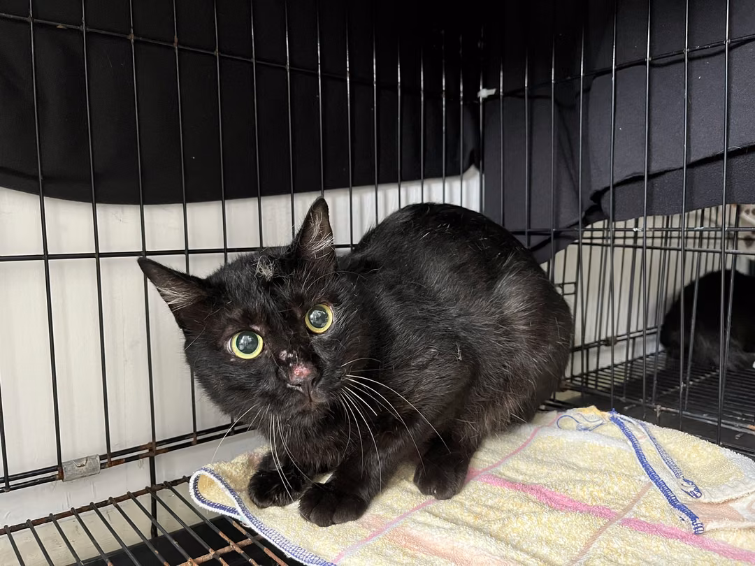 Black adult male mixed-breed cat, Medium, shelter no. …1603