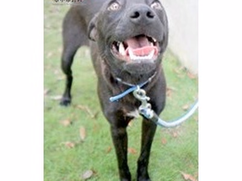 Black adult female mixed-breed dog, Medium, shelter no. …6003
