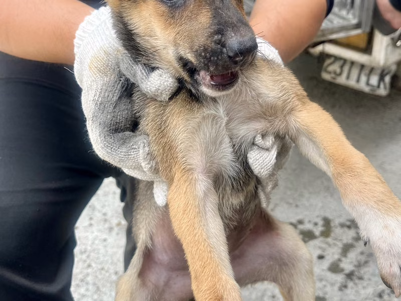 Black-and-tan young female mixed-breed dog, Small, shelter no. …1023