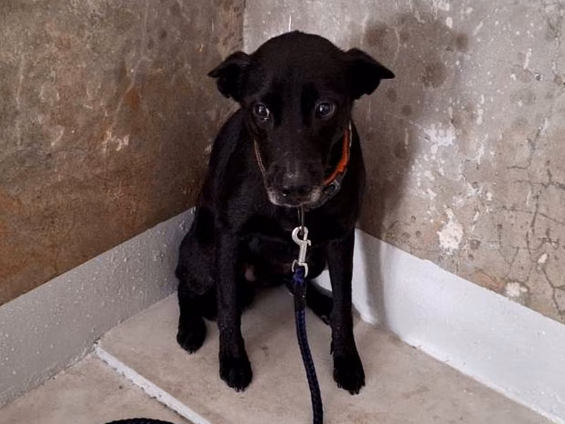 Black adult male mixed-breed dog, Medium, shelter no. …9002