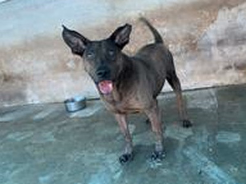 Gray adult male mixed-breed dog, Medium, shelter no. …3001