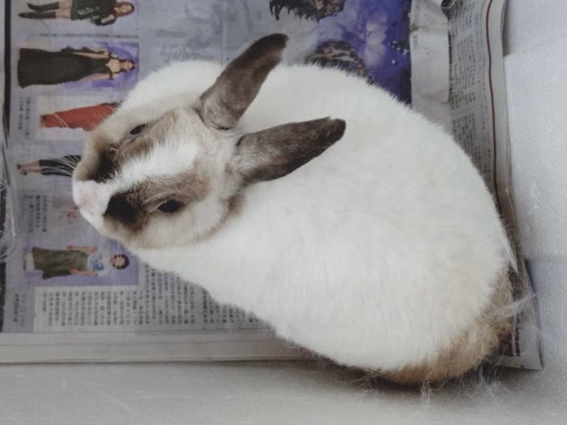 Conejo mestizo adulto (blanco), Pequeño, refugio n.º …8001